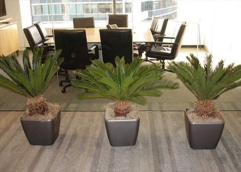Office plant - Interior Plants Design & Maintenance in Chicagoland, IL
