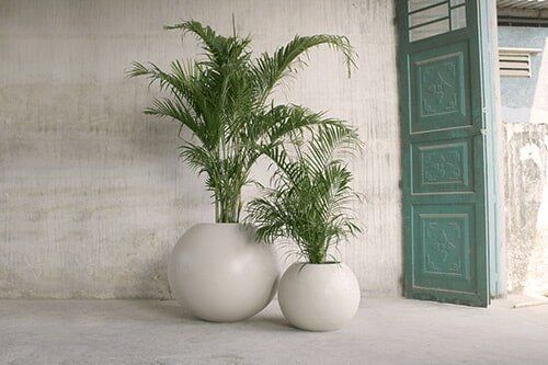 Interior Plants Design & Maintenance — Plants In White Rounded Vase in Chicagoland, IL