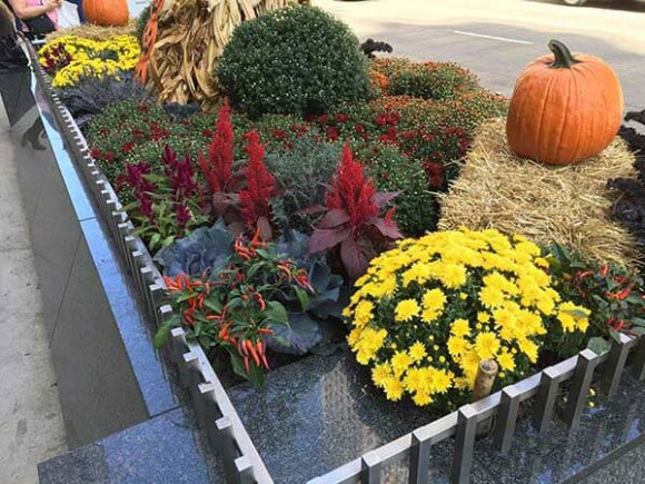 Plants Maintenance — Different Kinds of Plants in Chicagoland, IL