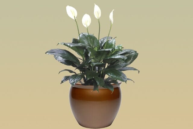 L12 – Peace Lily Lynise