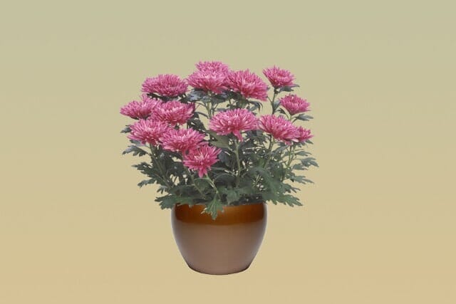H10 – Chrysanthemum