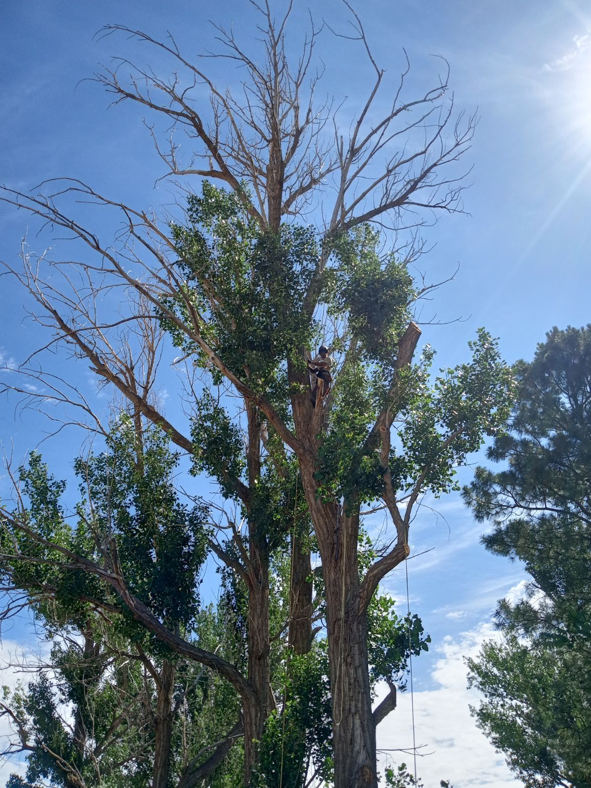 Tall tree with dead upper branches, some green leaves, against a bright blue sky with sun.