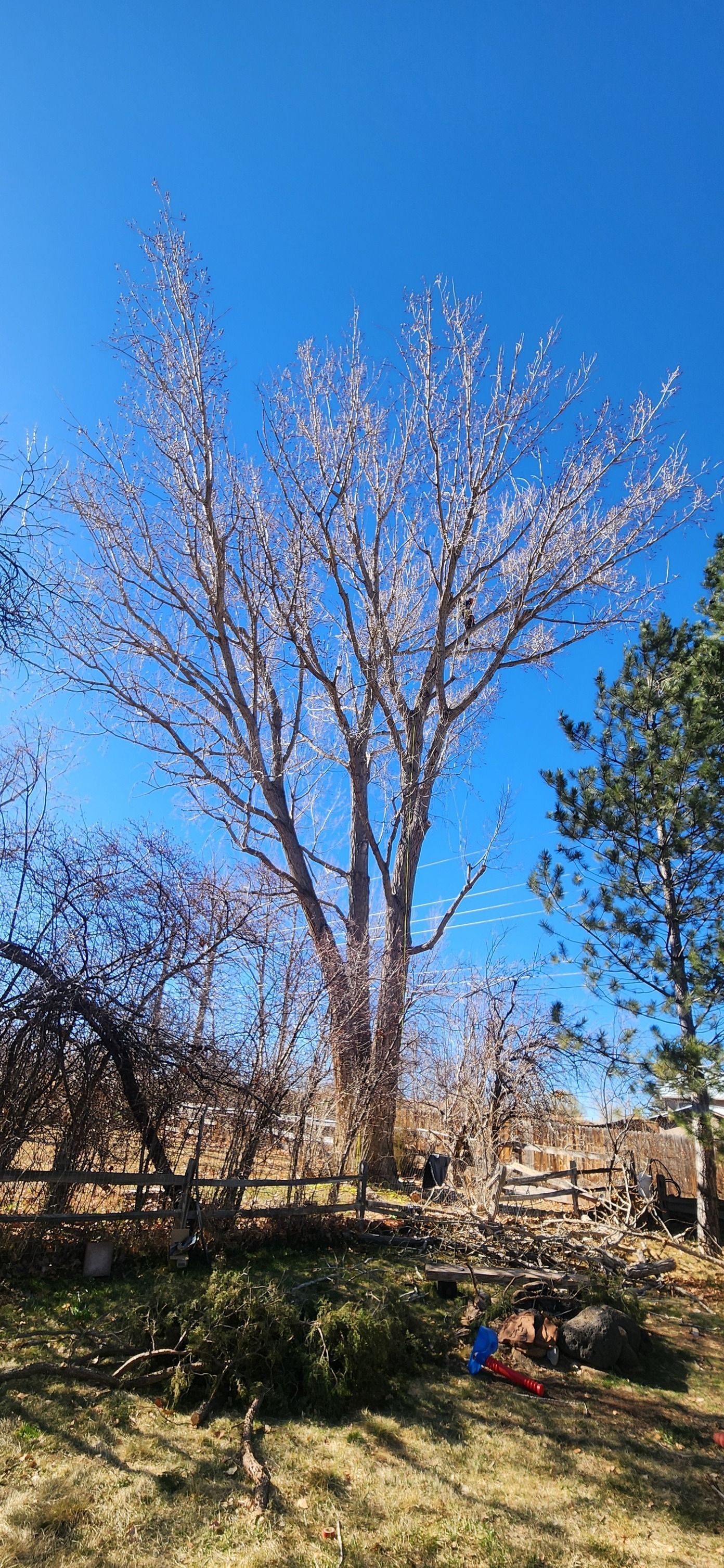 Tall tree with bare branches against a bright blue sky. A garden setting.