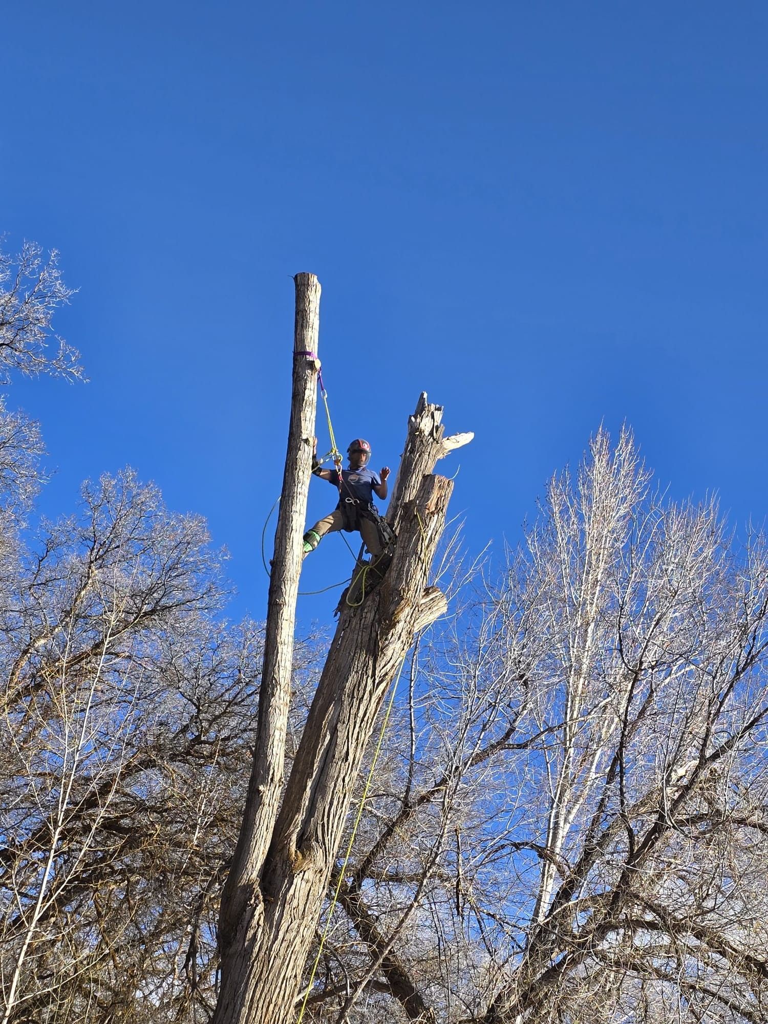 Arborist in a tree, cutting branches against a bright blue sky.