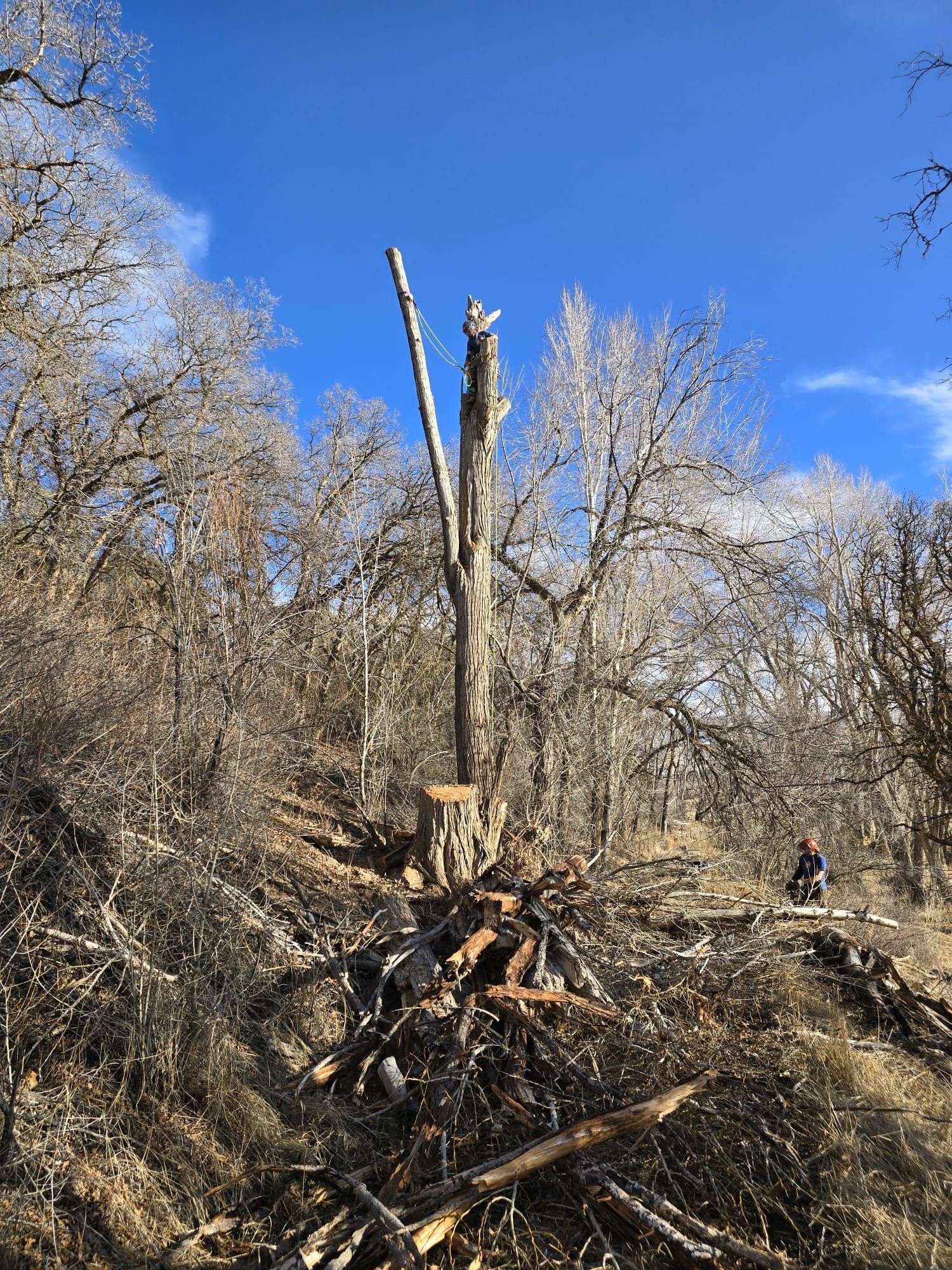 A partially cut tree in a forest on a sunny day; felled wood at the base.