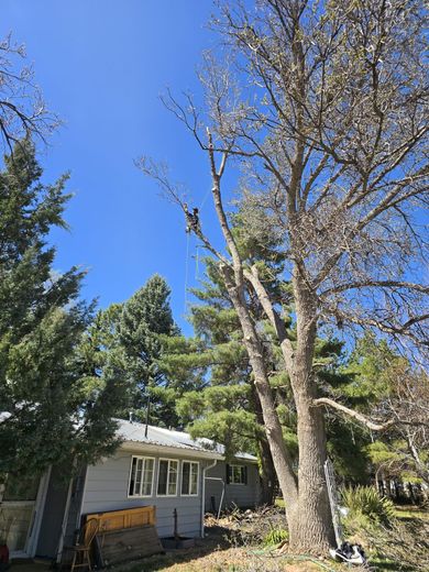 A tree trimming worker in a tree with a bright blue sky backdrop.