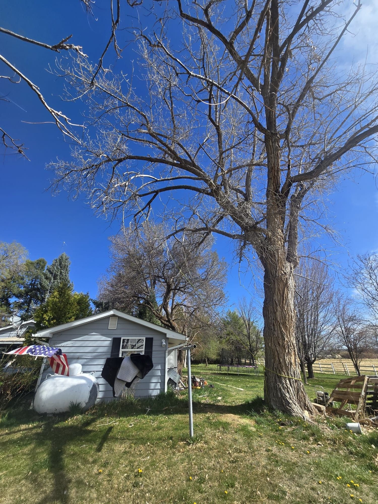 A small gray shed with American flags and a tall tree against a bright blue sky.