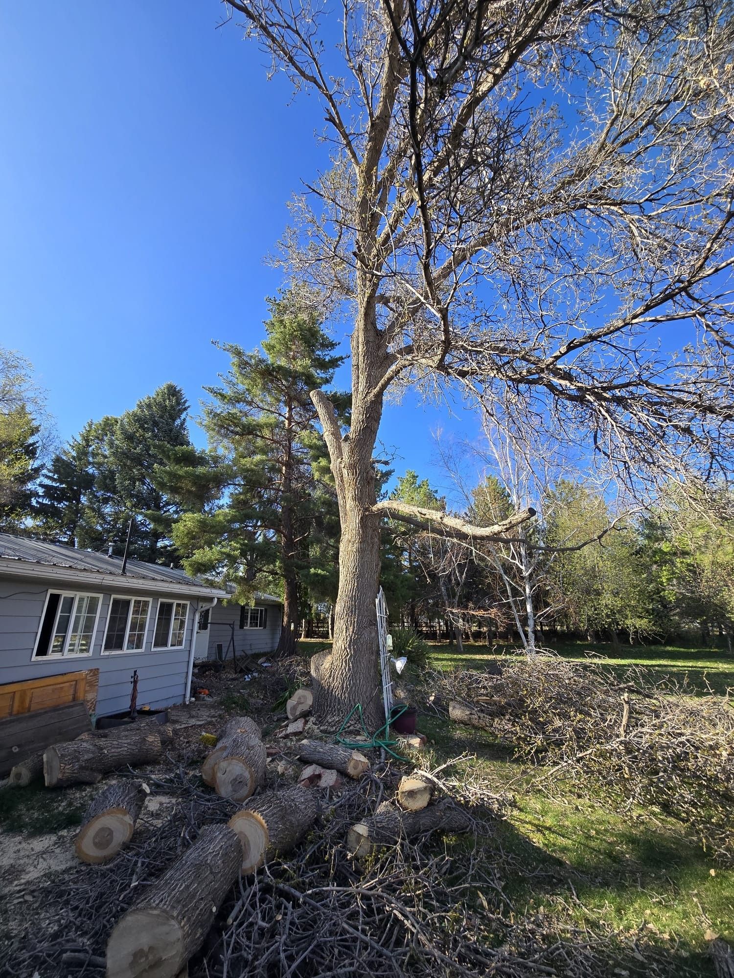 Tree partially cut down with logs in the foreground next to a small house under a blue sky.