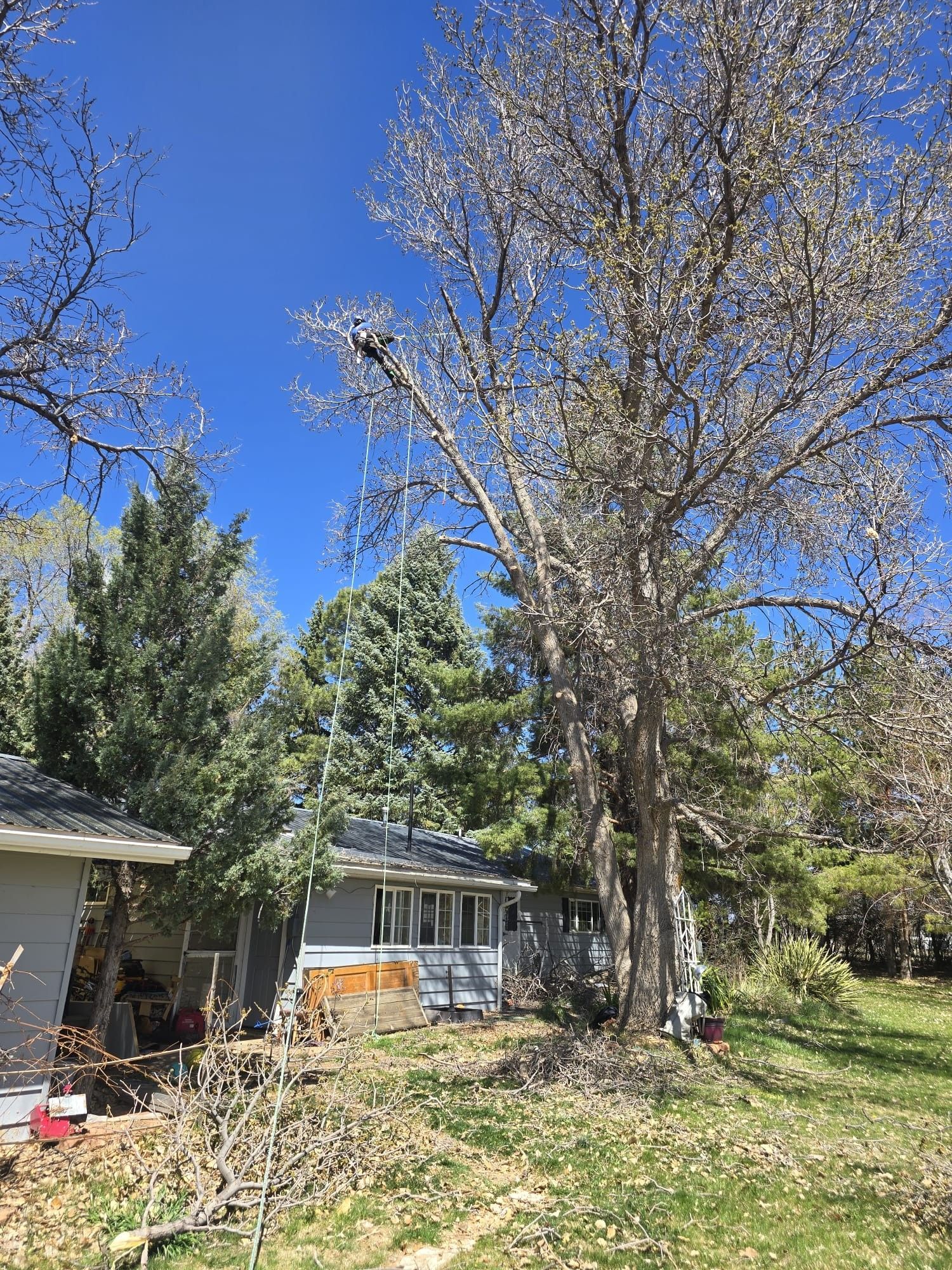 A tall tree with white flowers next to a small gray house on a sunny day.
