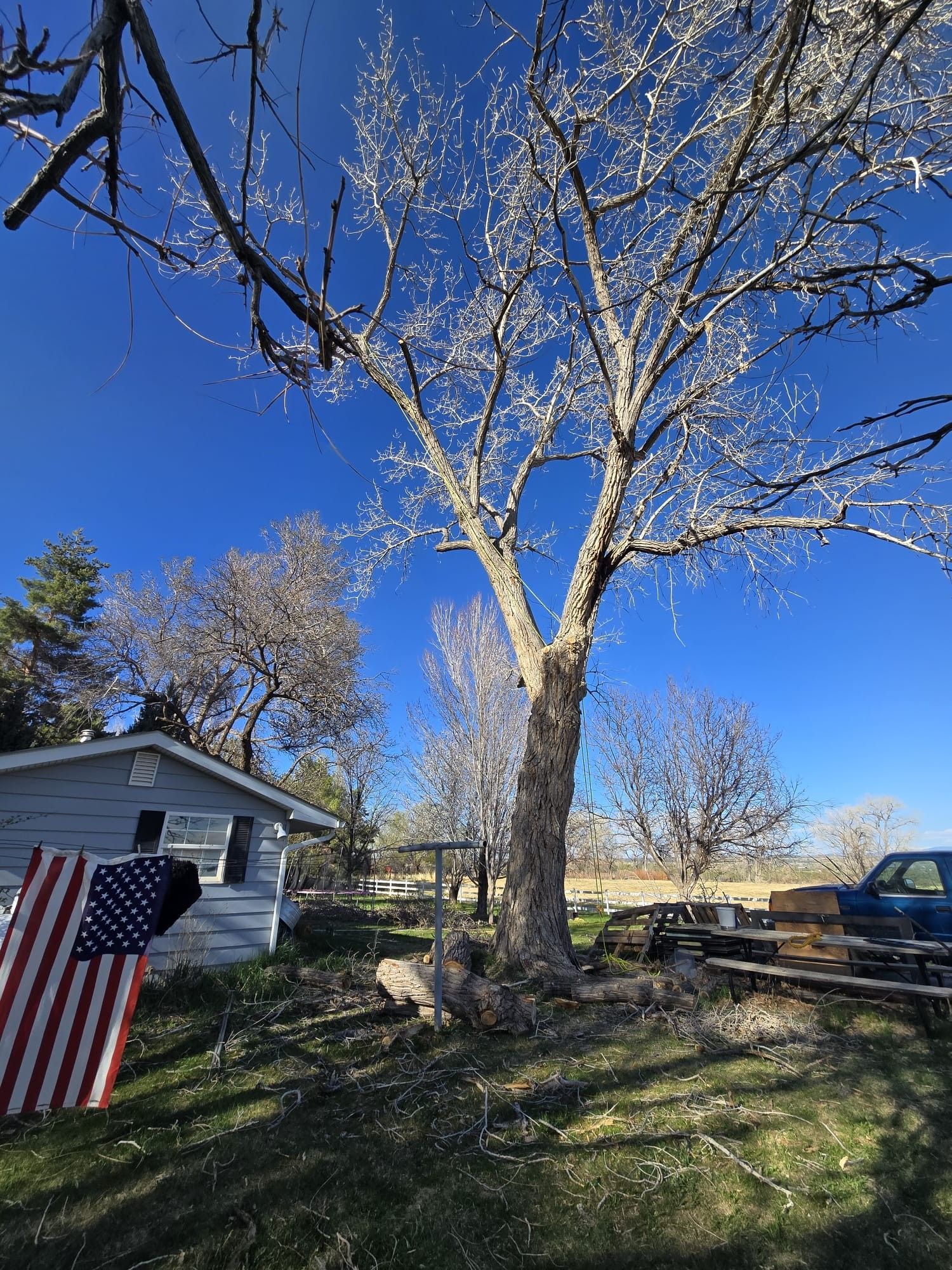 Large tree in a yard with a small house and American flag; sunny day.
