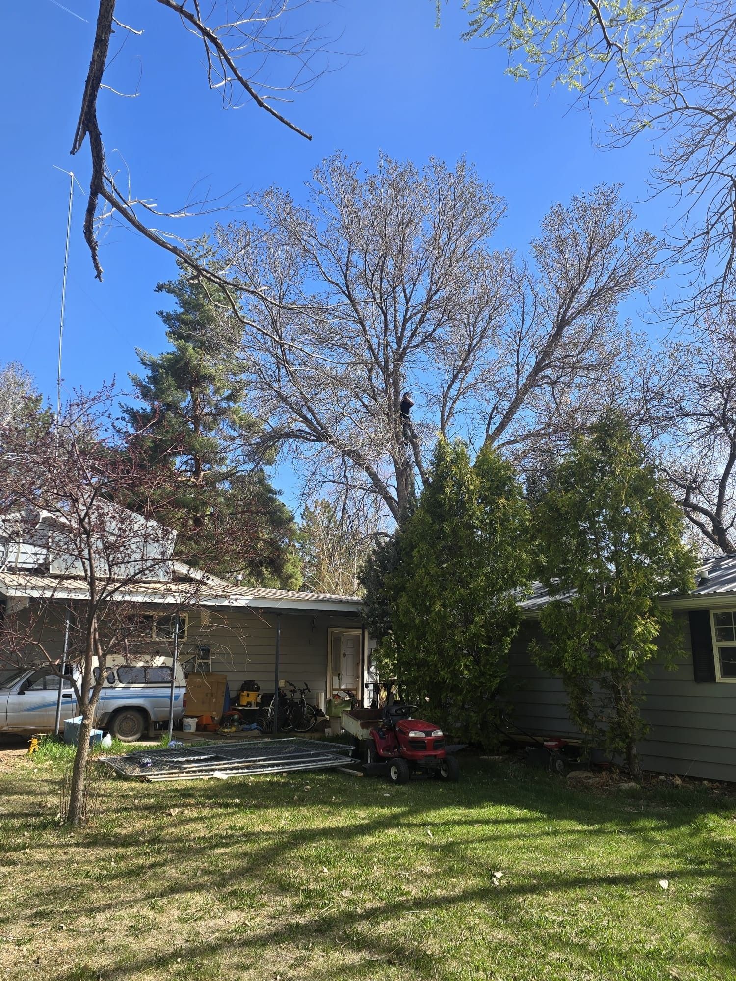 Backyard scene with a large tree over a house, a truck, and a lawnmower under a blue sky.