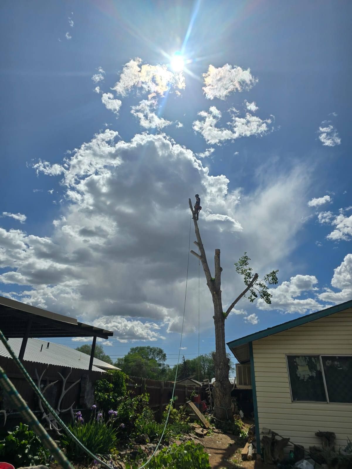 A sunny day with fluffy clouds above a tree being trimmed in a backyard.