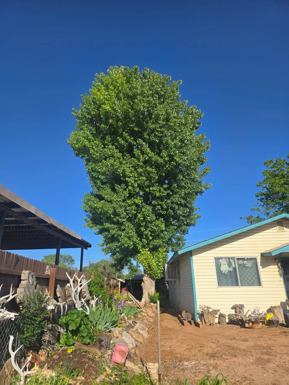 A tall, leafy tree stands between a beige house and a weathered shed under a bright blue sky.