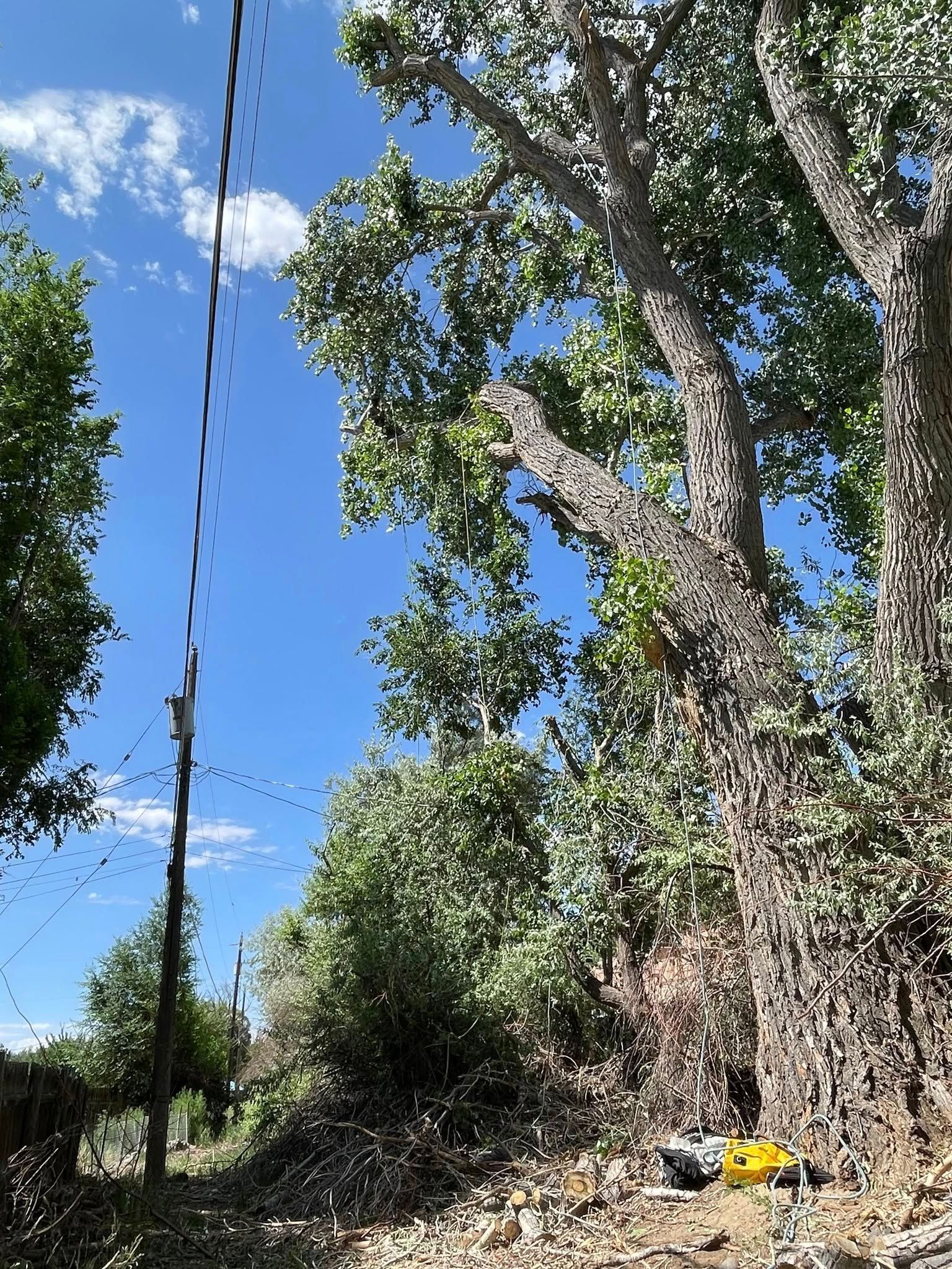 Tall tree next to power lines under blue sky, with green foliage and ground-level objects.