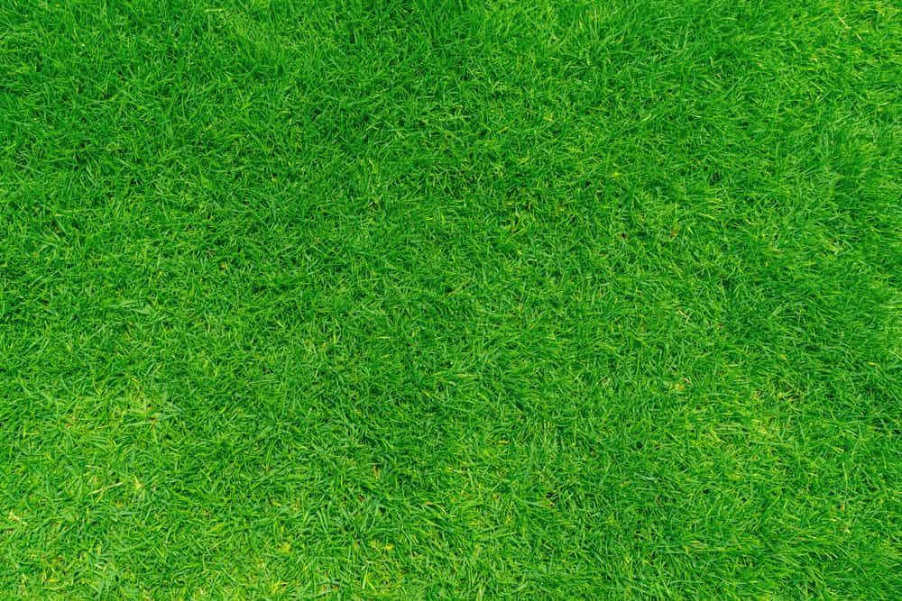 A Close Up Of A Lush Green Field Of Grass — Serious About Landscape Supplies In West Gosford, NSW