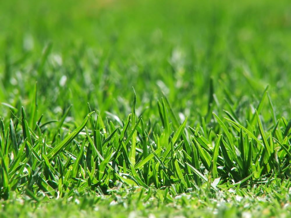 A Close Up Of A Lush Green Field Of Grass — Serious About Landscape Supplies In West Gosford, NSW