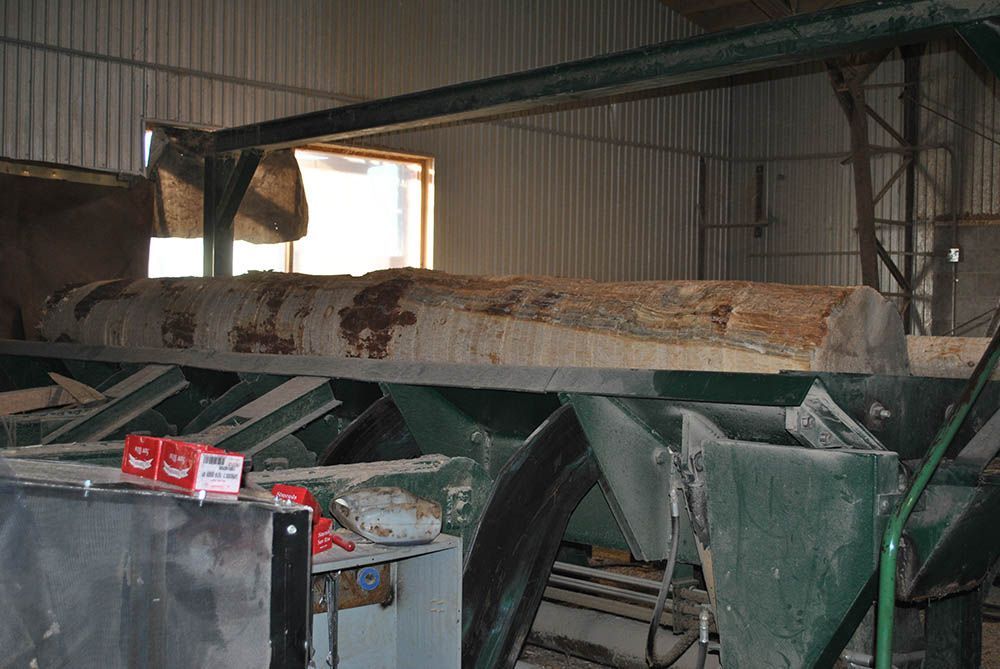 large timber log with bark being removed