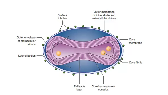 Monkeypox Virus Structure