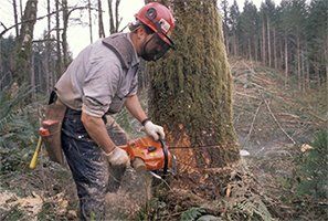 woodpecker tree services a person cutting tree using machine