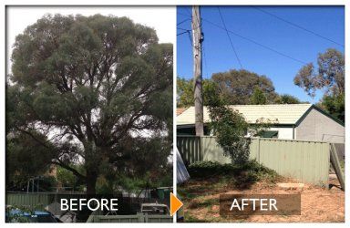 woodpecker tree services before and after felling a big tree
