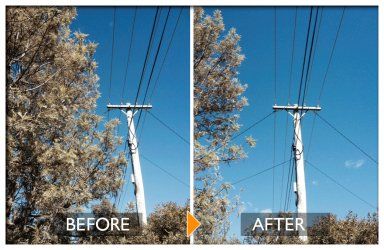 woodpecker tree services before and after powerline clearing