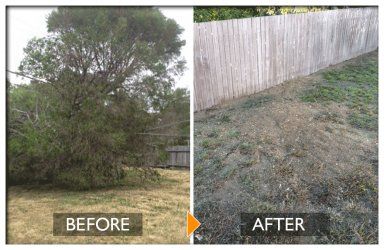 woodpecker tree services before and after tree felling