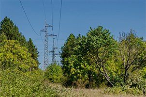 woodpecker tree services cutting in forest with electric power transmission line