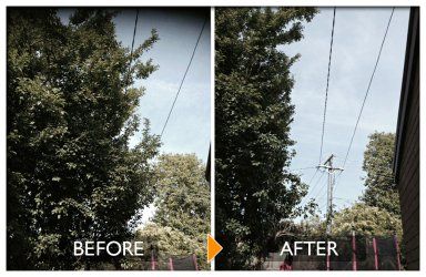 woodpecker tree services powerline clearing before and after