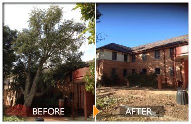 woodpecker tree services tree felling before and after near building