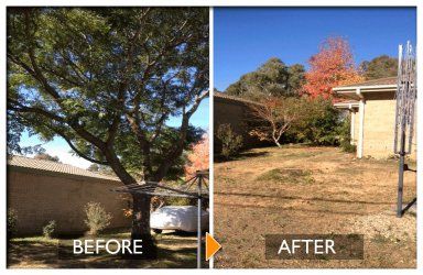 woodpecker tree services tree felling before and after near small building