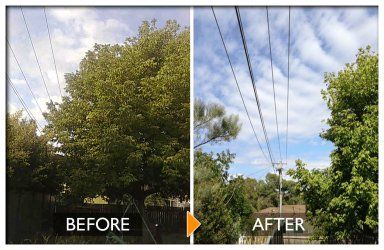 woodpecker tree services tree leaves covered in powerline cleared