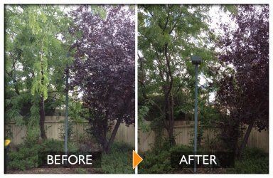 woodpecker tree services tree pruning before and after
