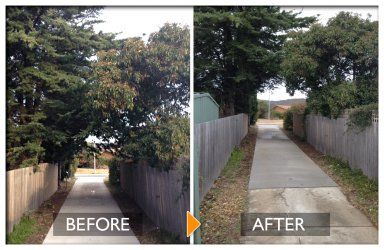 woodpecker tree services tree pruning before and after by trimming leaves