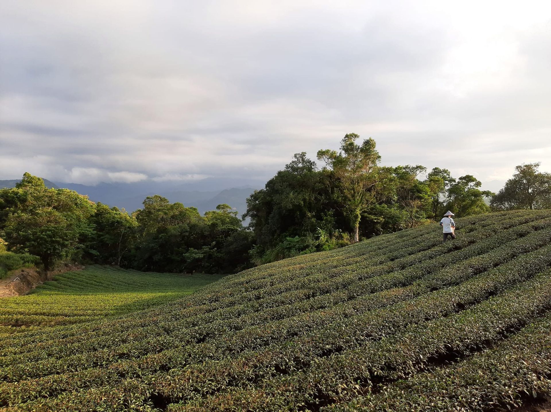 在陰雲密佈的天空下，身穿白衣的人在鬱鬱蔥蔥的茶園裡採摘茶葉。