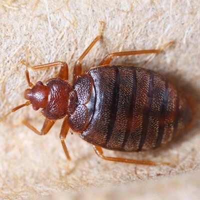 Mosquito Control — Bed Bugs in Crown Point, IN