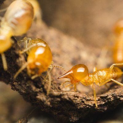 Crown Point — Termites in Crown Point, IN
