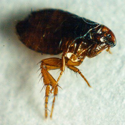 Pest Removal — Fleas in Crown Point, IN