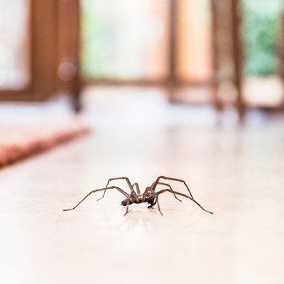 Pest Control Services — Spider in Crown Point, IN