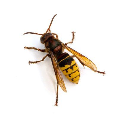 Exterminators — Wasp in Crown Point, IN