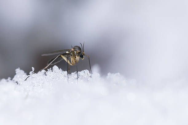 crown point pest control