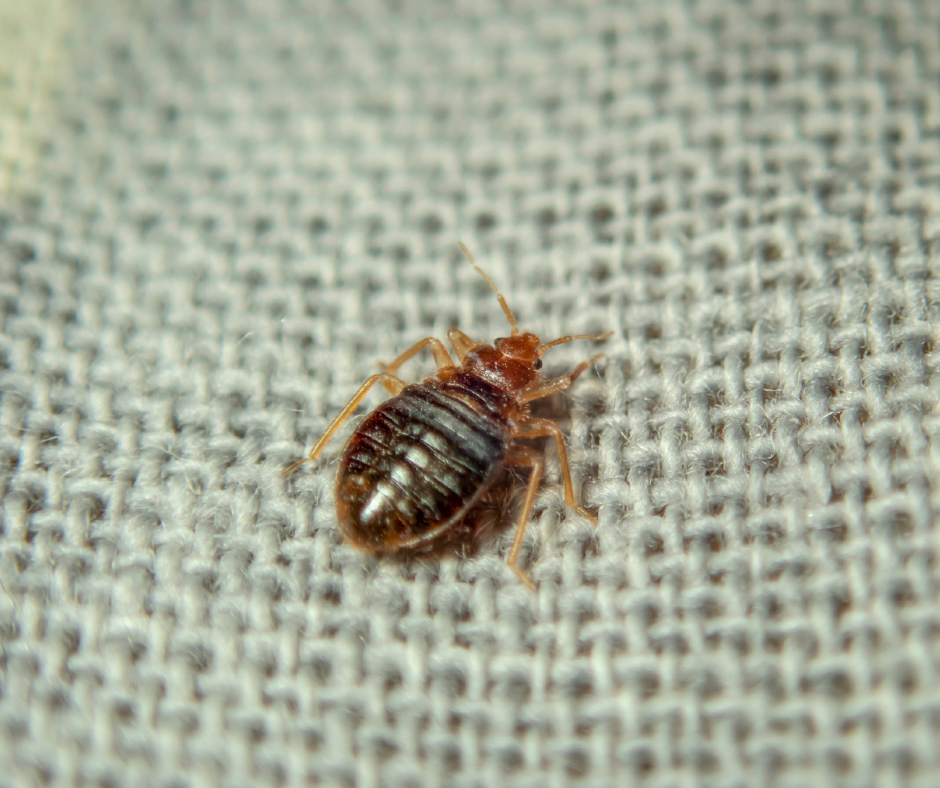 Bed Bug Prevention