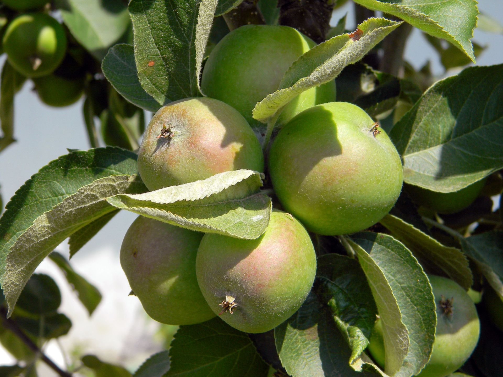 The Apple Scab Resistant Trees