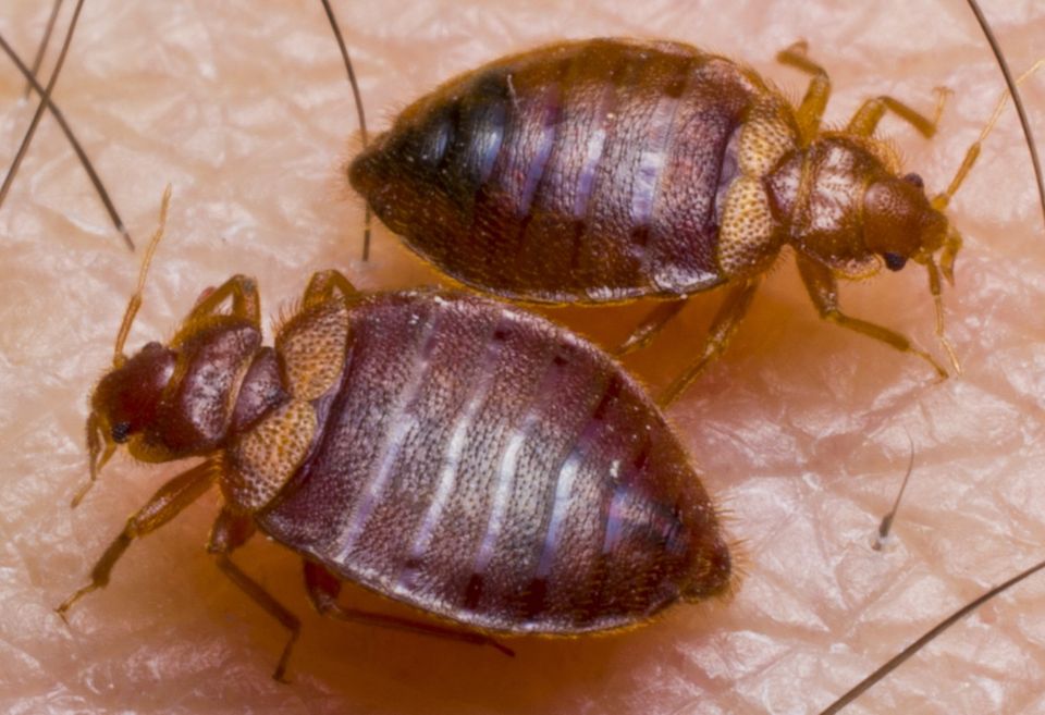 Do Carpet Beetles Travel with You? Find Out & Stop the Hitchhikers