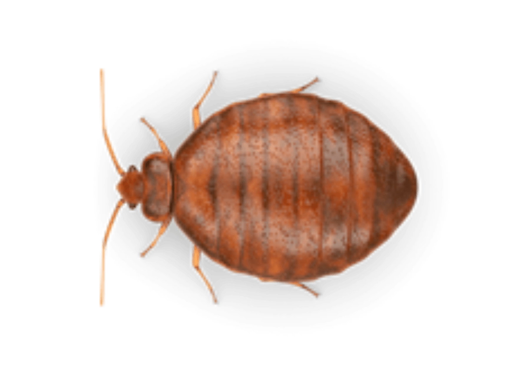 bed bug exterminator pest control