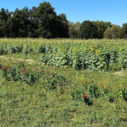 A field of sunflowers with trees in the background