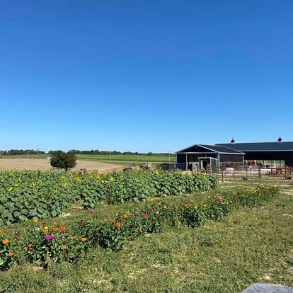 A field of sunflowers with a barn in the background on a sunny day.