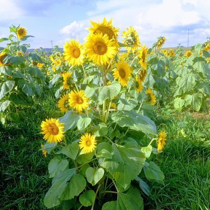 A field of sunflowers growing in the grass