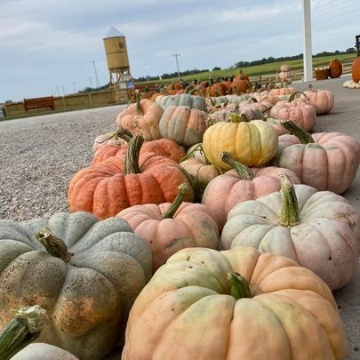 A bunch of pumpkins are lined up on the ground