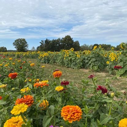 There are many different types of flowers in this field.