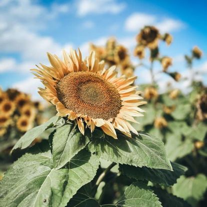 A close up of a sunflower in a field.